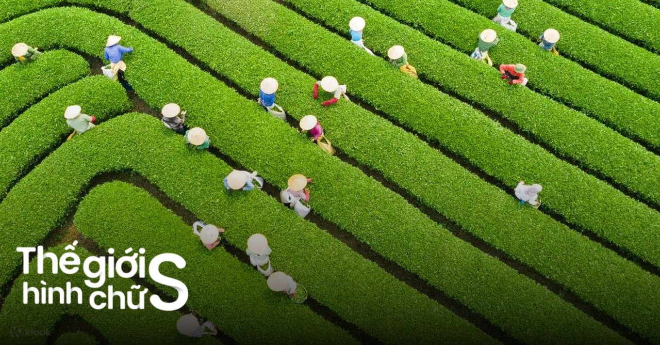 Du Lịch Mộc Châu 2 Ngày 1 Đêm