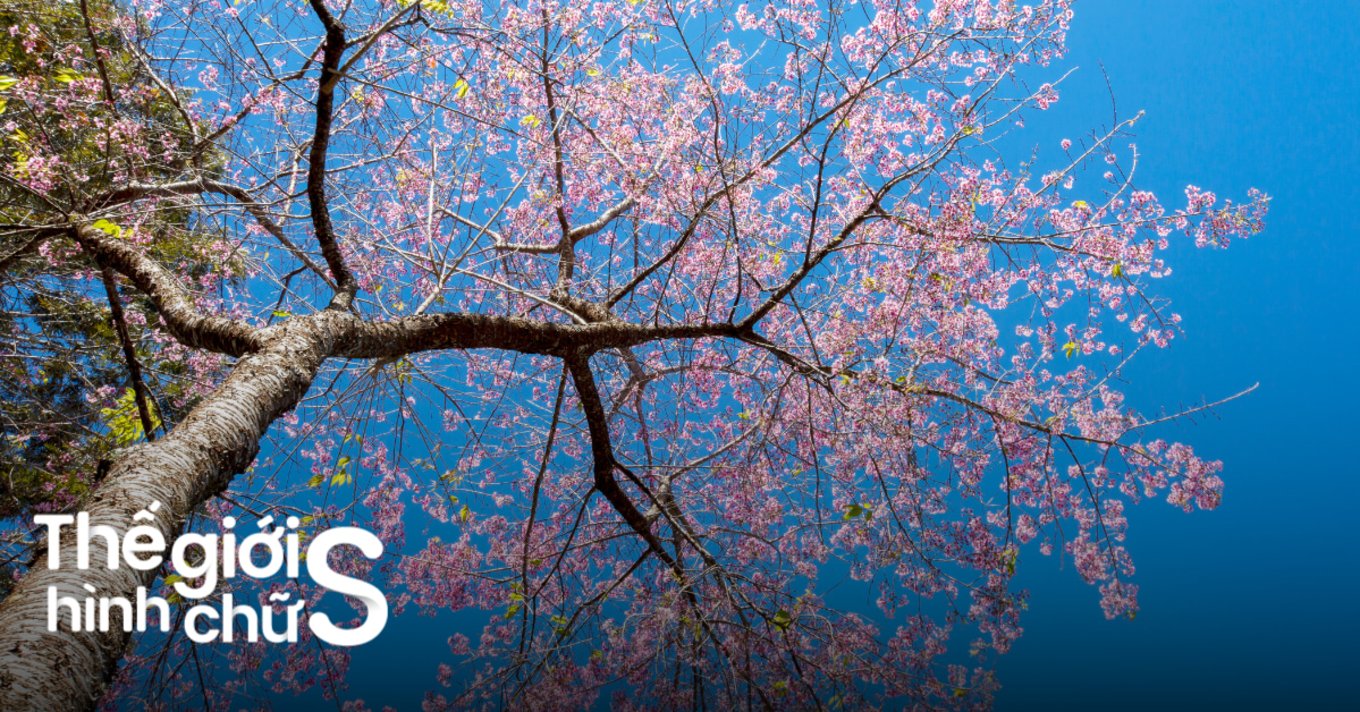 du-lich-da-lat-3-ngay-2-dem