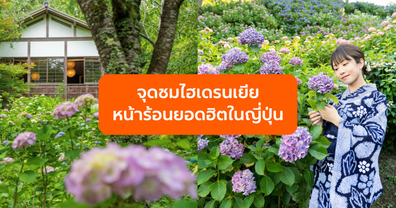 จุดชมไฮเดรนเยียหน้าร้อนยอดฮิตในญี่ปุ่น