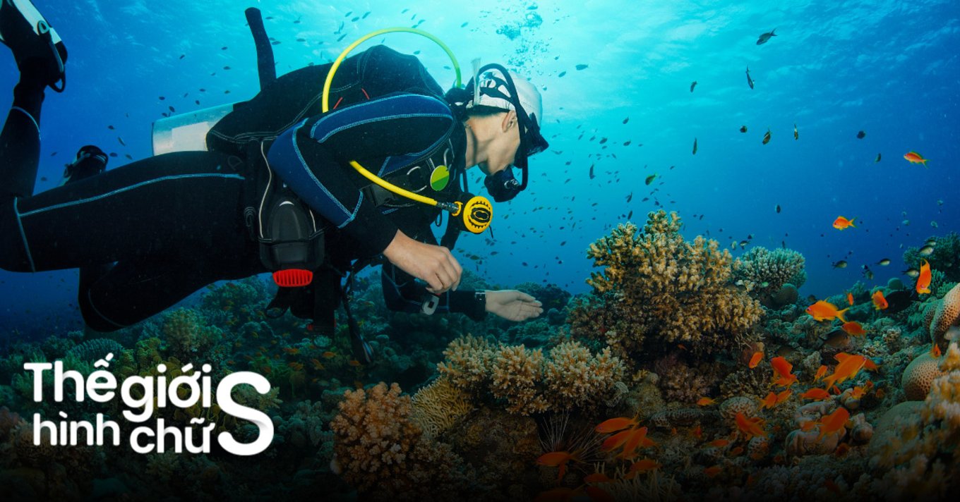 dia-diem-lan-bien-ngam-san-ho-o-viet-nam