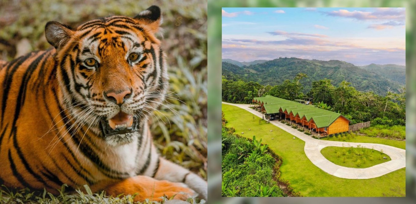 tiger and aerial shot of cebu safari