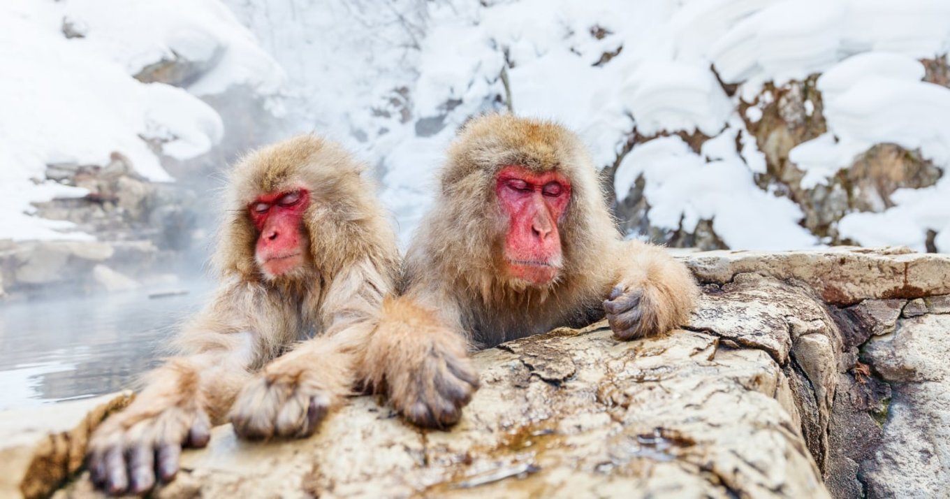 Nagano Snow Monkey Blog Cover