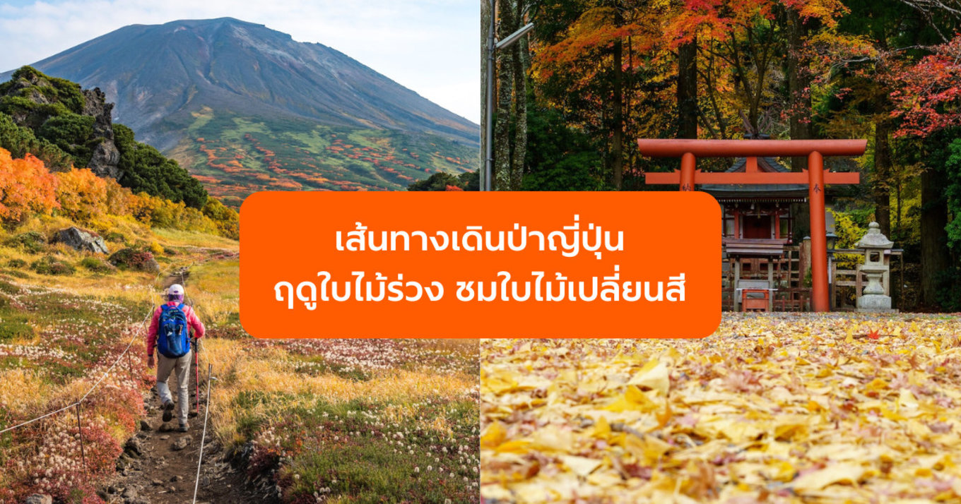 เส้นทางเดินป่าญี่ปุ่น ชมใบไม้เปลี่ยนสี