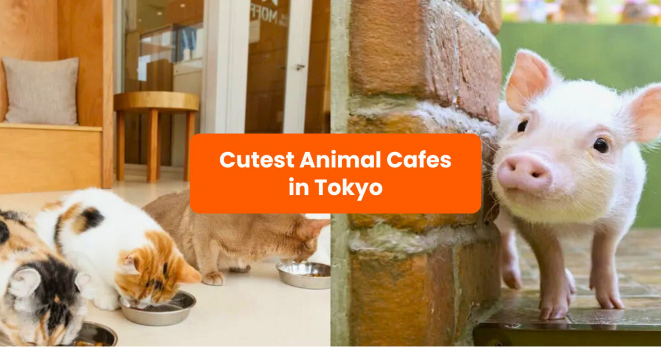 animal cafes in tokyo
