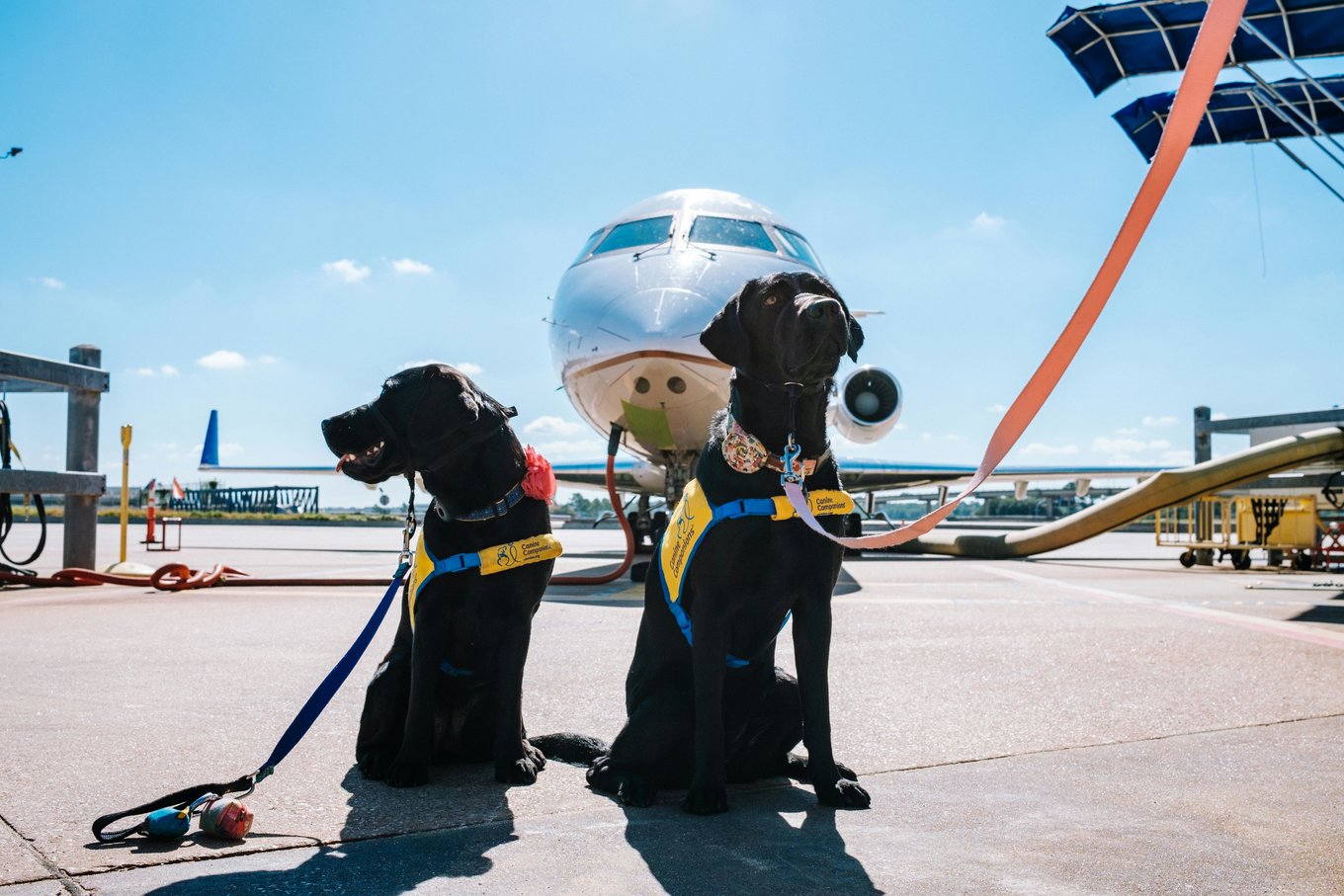 dogs in tarmac header