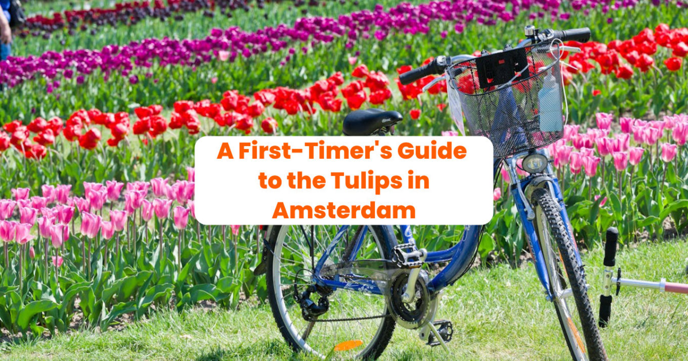 6 tips on how to see the tulips in Amsterdam at their best.