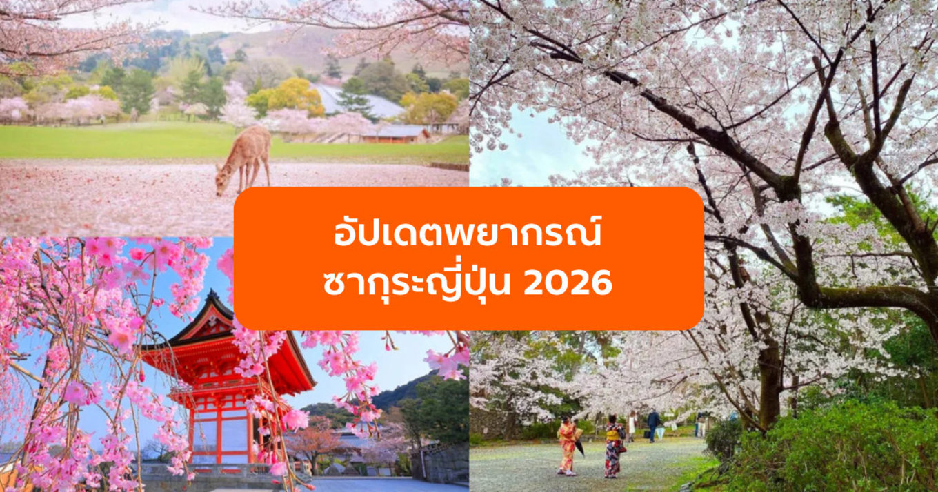 อัปเดตพยากรณ์ซากุระญี่ปุ่น 2026