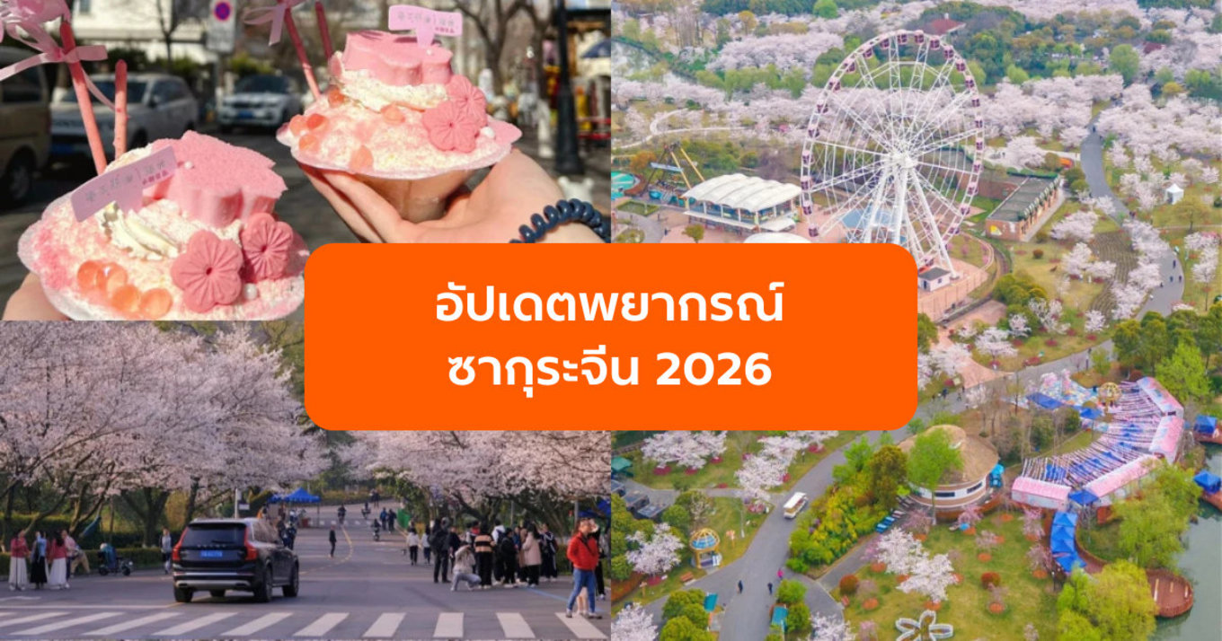 อัปเดตพยากรณ์ ซากุระจีน 2026