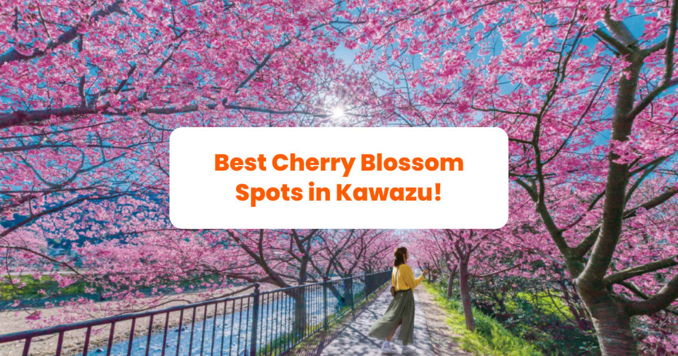 [en] Kawazu Cherry Blossom Festival
