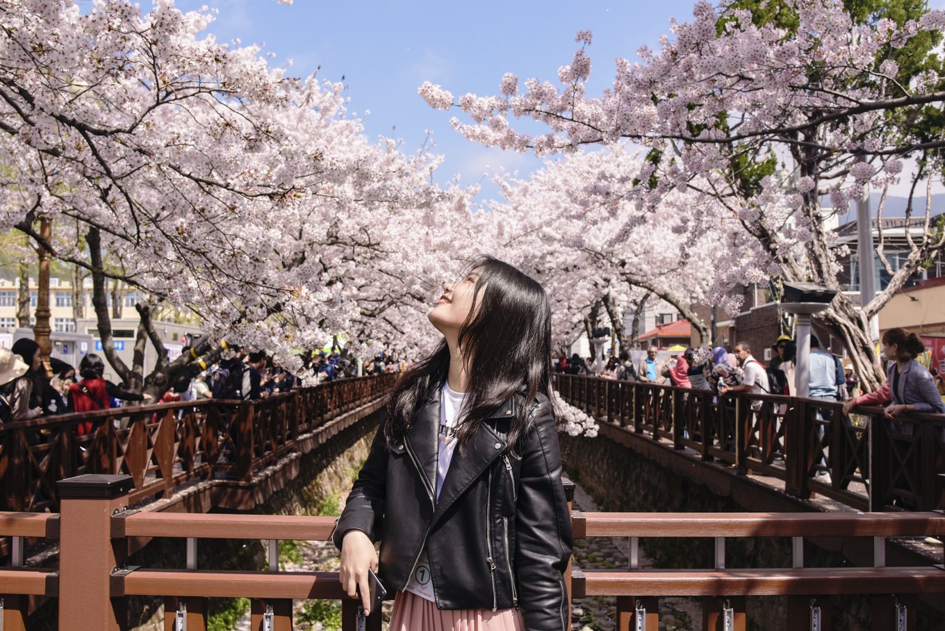 Cherry blossom tunnel at Yeojwacheon Stream during Jinhae festival