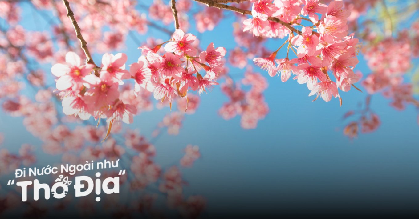 hoa-anh-dao-thuong-hai