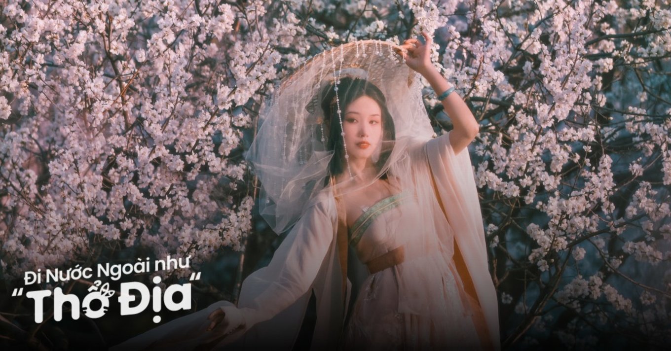 hoa-anh-dao-bac-kinh