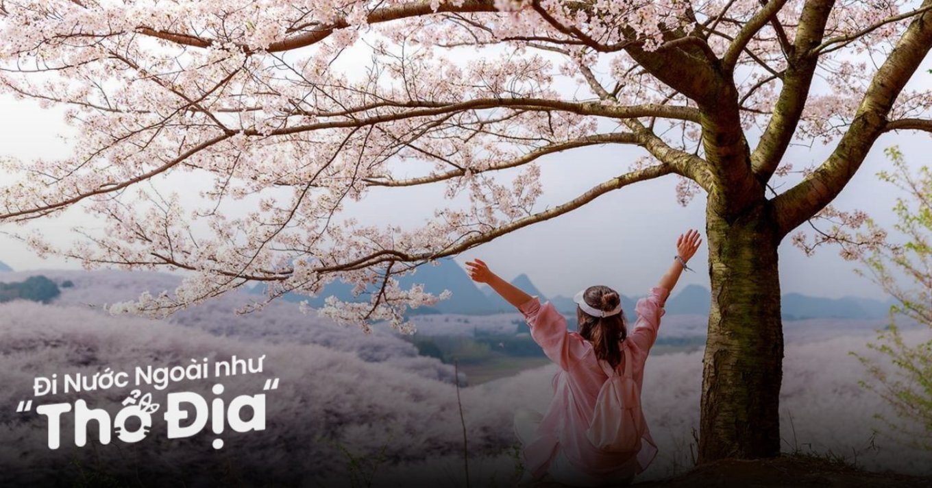 hoa-anh-dao-tham-quyen