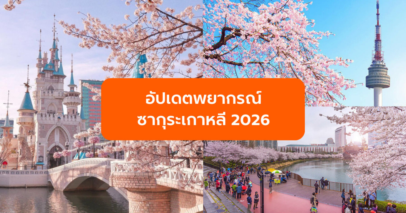 อัปเดตพยากรณ์ ซากุระเกาหลี  2026