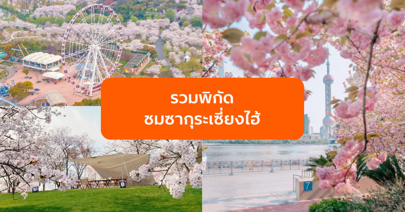 รวมพิกัดชมซากุระเซี่ยงไฮ้ ปี 2026 ที่ไหนดีที่สุด? รวมจุดไฮไลต์ห้ามพลาด