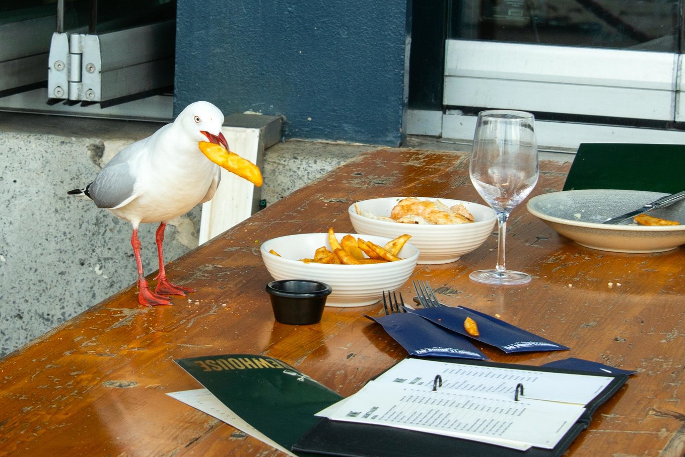 Seagull snatching fries at outdoor Sydney cafe | Photo Credits: Opal Lua on Pexels