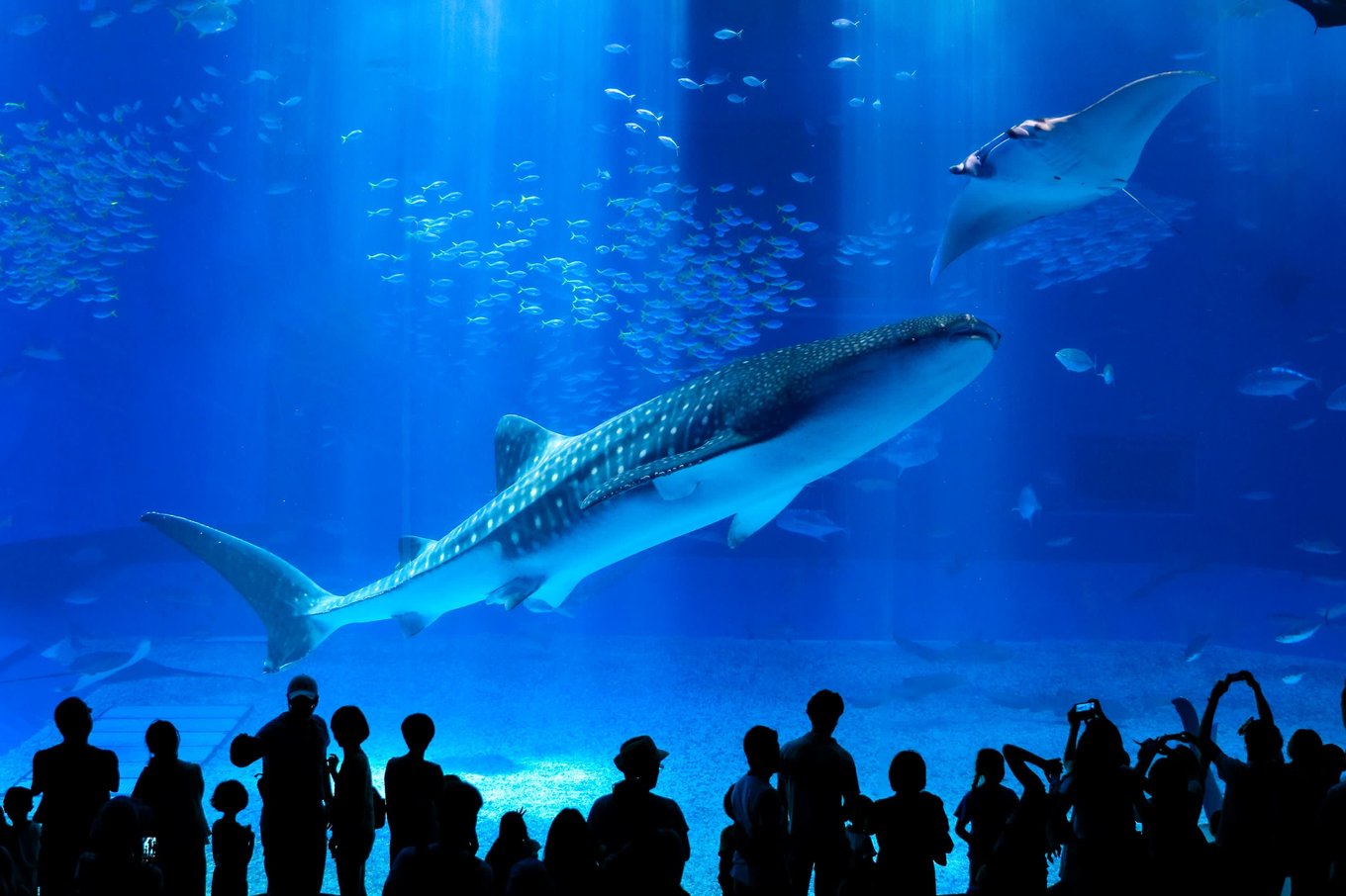 Whale shark swimming in a large aquarium tank in Okinawa