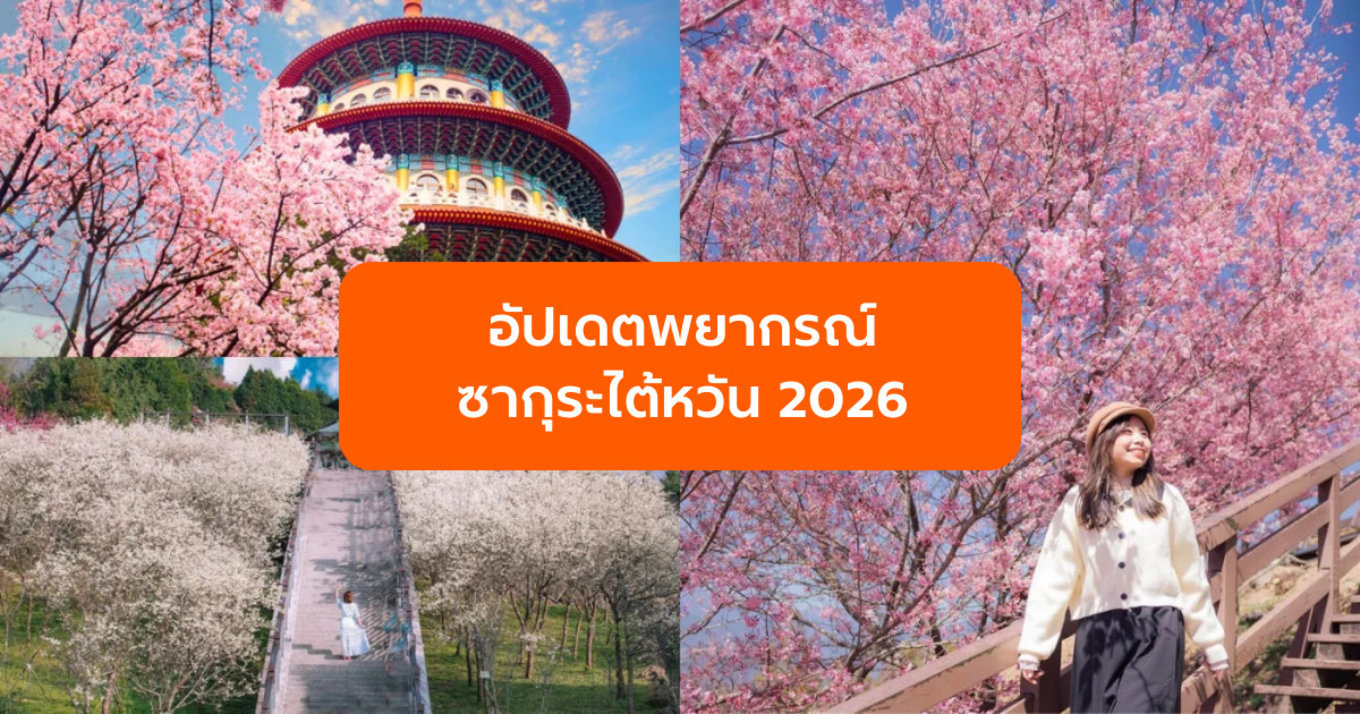 อัปเดตพยากรณ์ ซากุระไต้หวัน 2026
