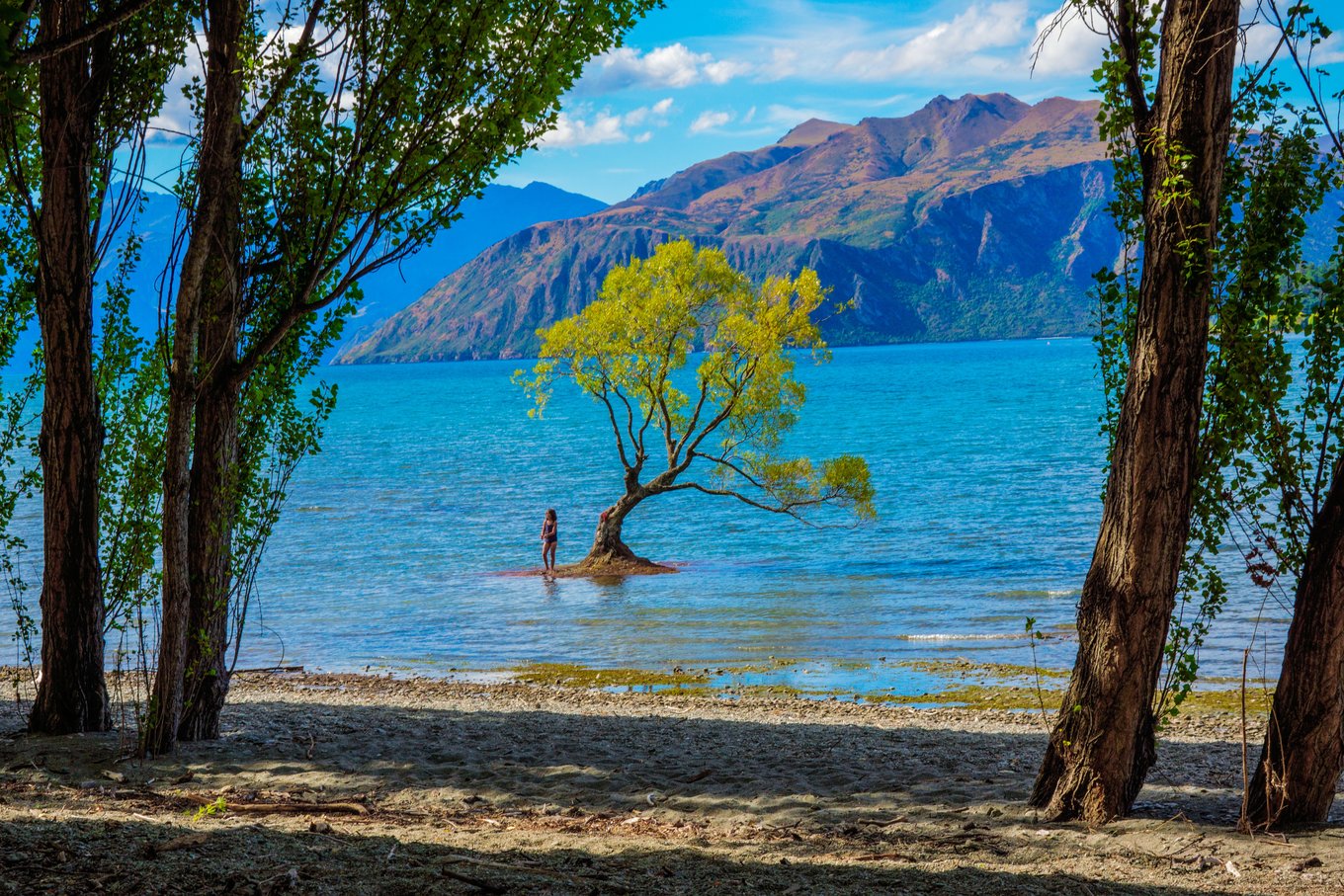 The iconic Wānaka Willow Tree standing in Lake Wānaka | Photo Credit: Rawpixel