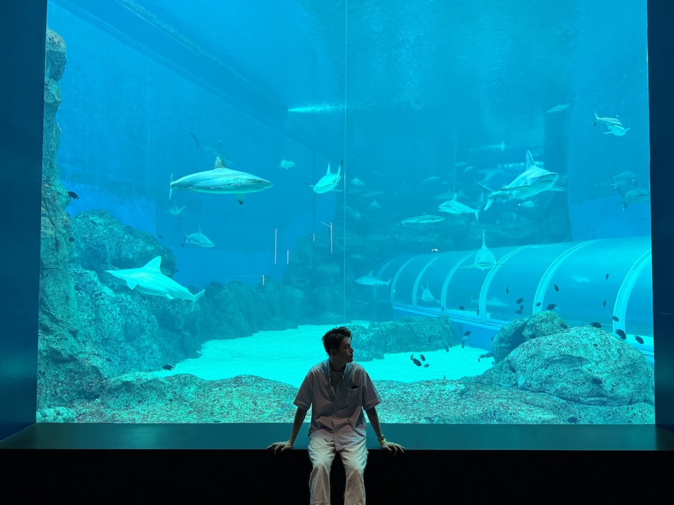 A person silhouetted against a large blue aquarium window. Several sharks swim above rocky formations and a transparent viewing tunnel in the background.