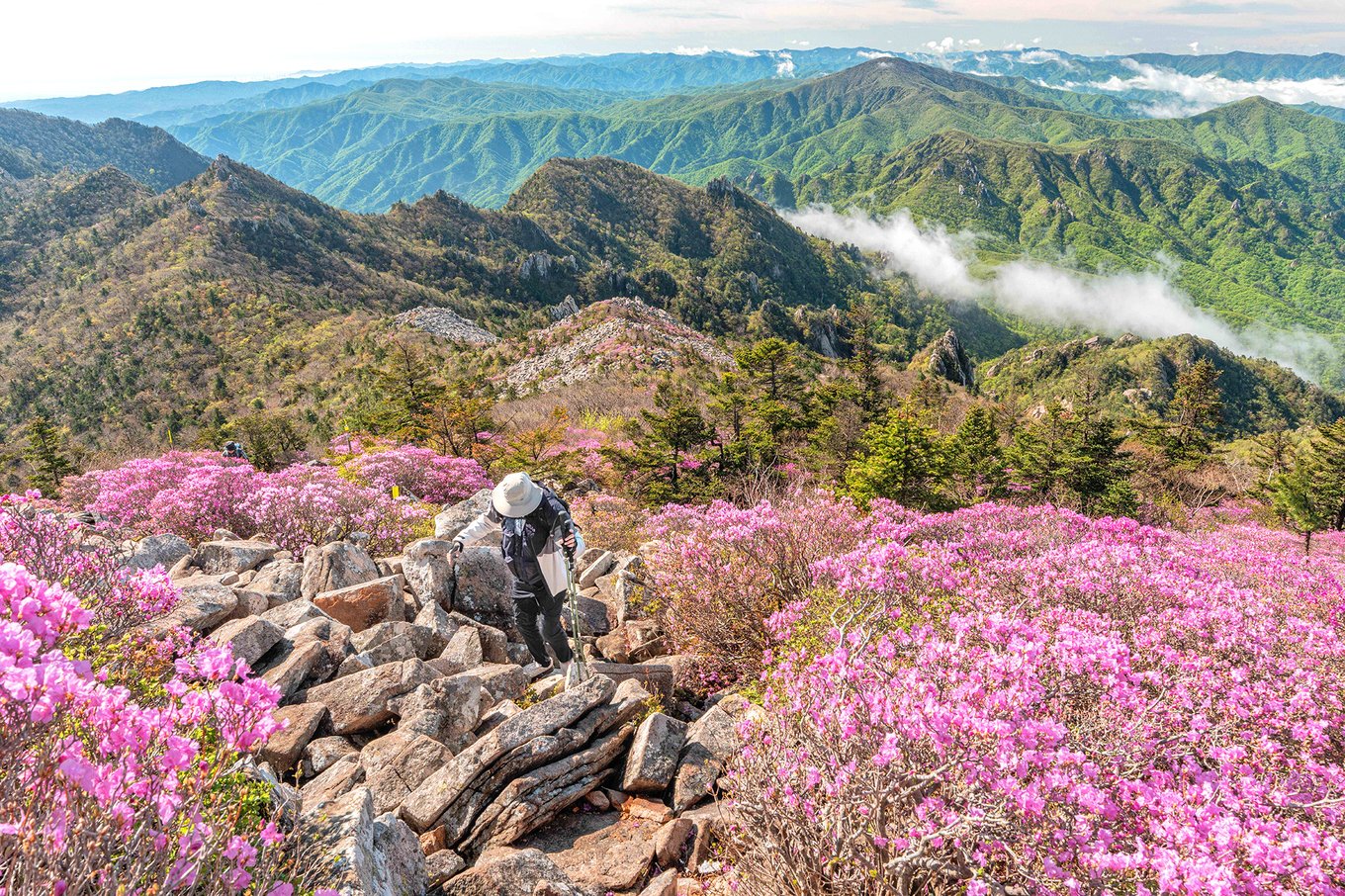 Hiker surrounded by pink azaleas in Seoraksan National Park mountains