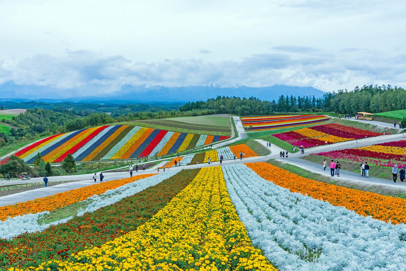 Colorful flower fields at Shikisai no Oka with hills and visitors