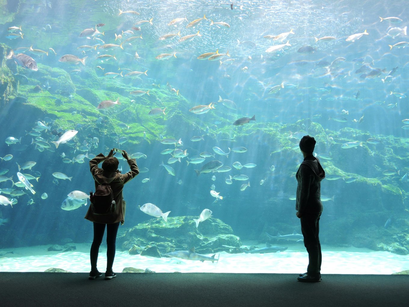  Looking at sea creatures in Okinawa Churaumi Aquarium | Photo Credit: 友杰 傅 on Pexels