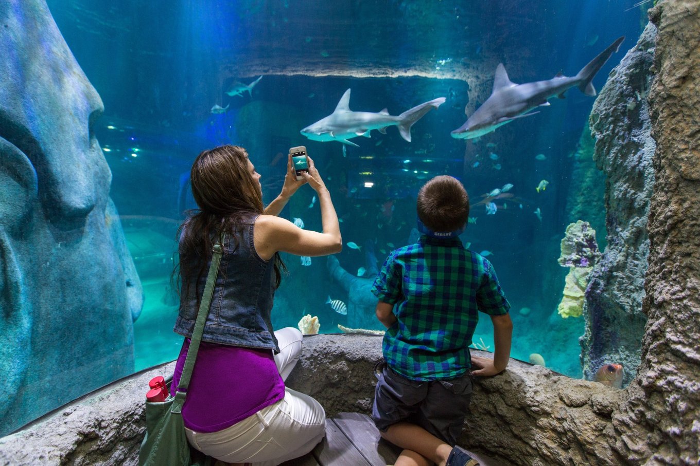 Marine life at SEA LIFE Aquarium Orlando