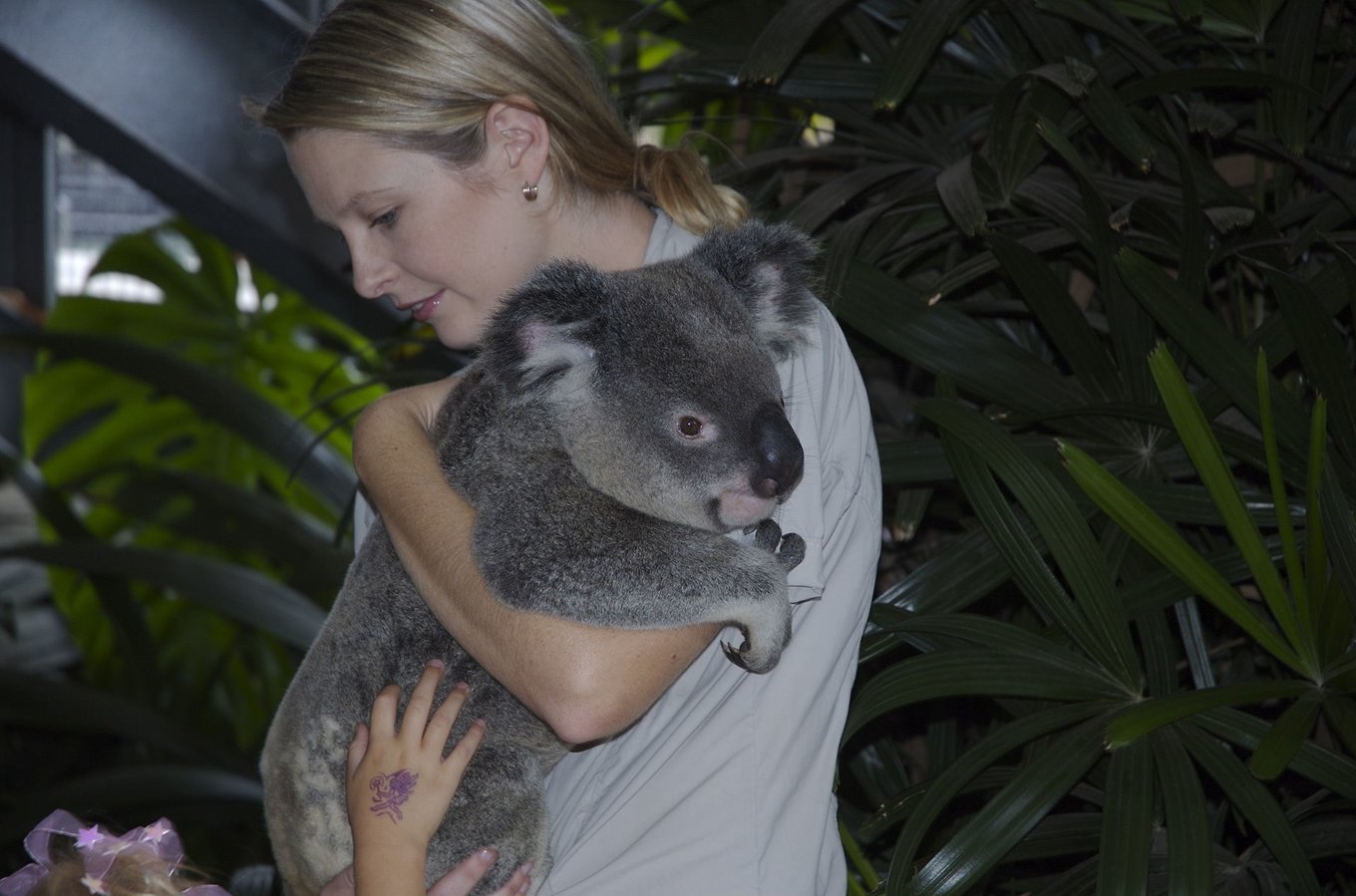 A female zookeeper hugging a koala