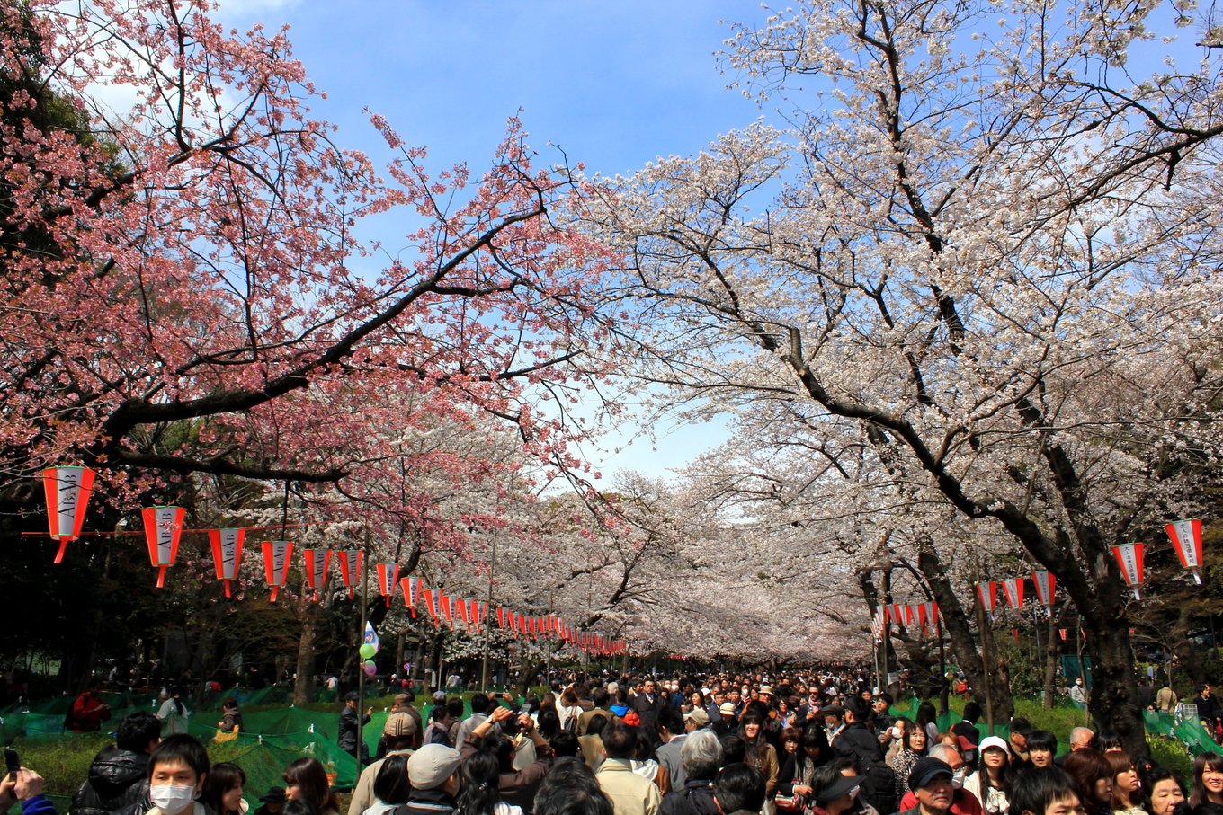 Hanami in Ueno Park | Photo by Arisdp on Wikimedia Commons