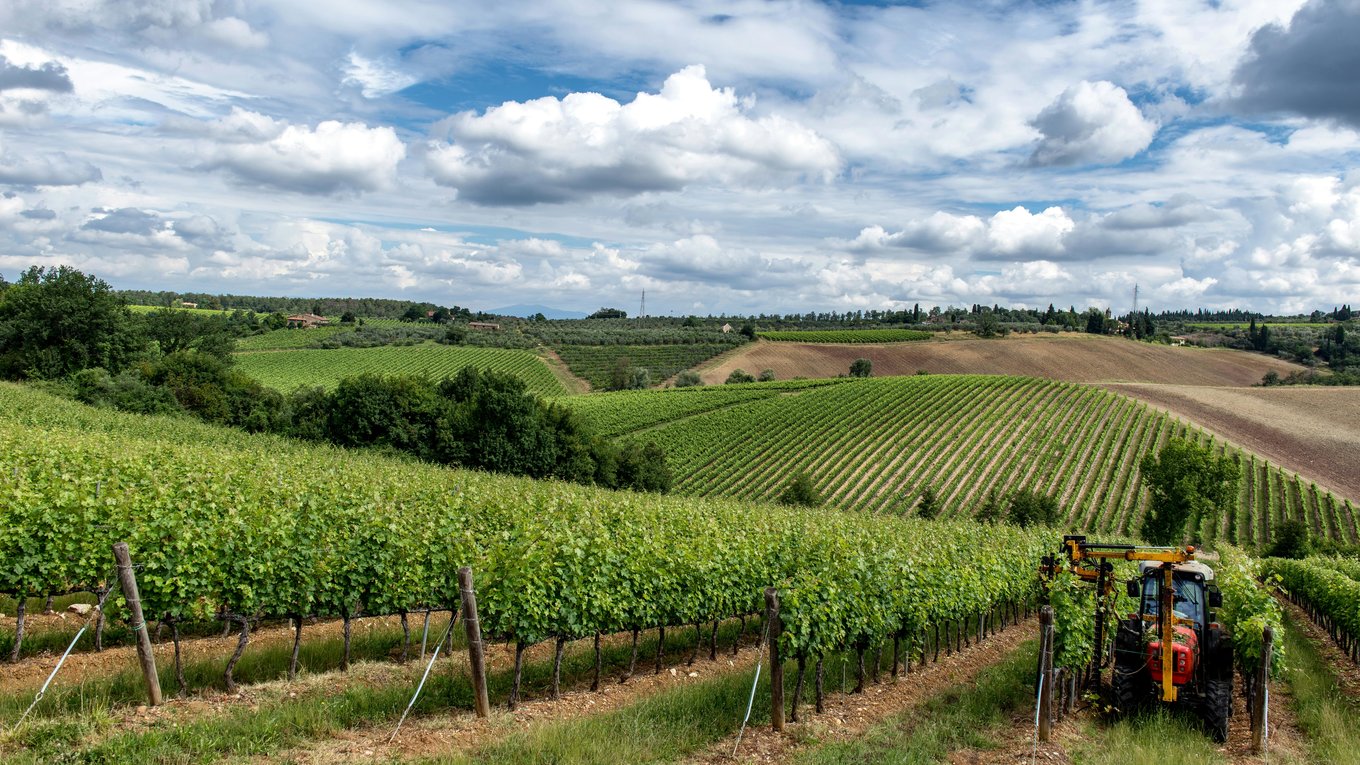 Wine vineyards in France