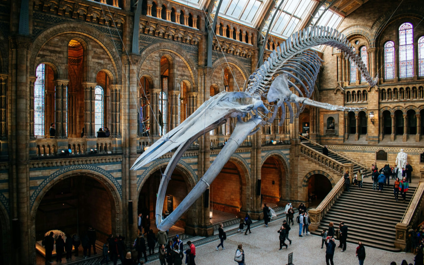The life-size blue whale skeleton inside the Natural History Museum London