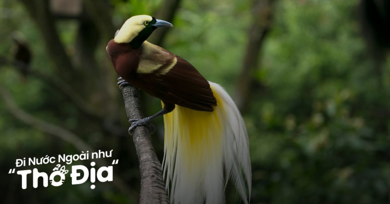 bird paradise singapore