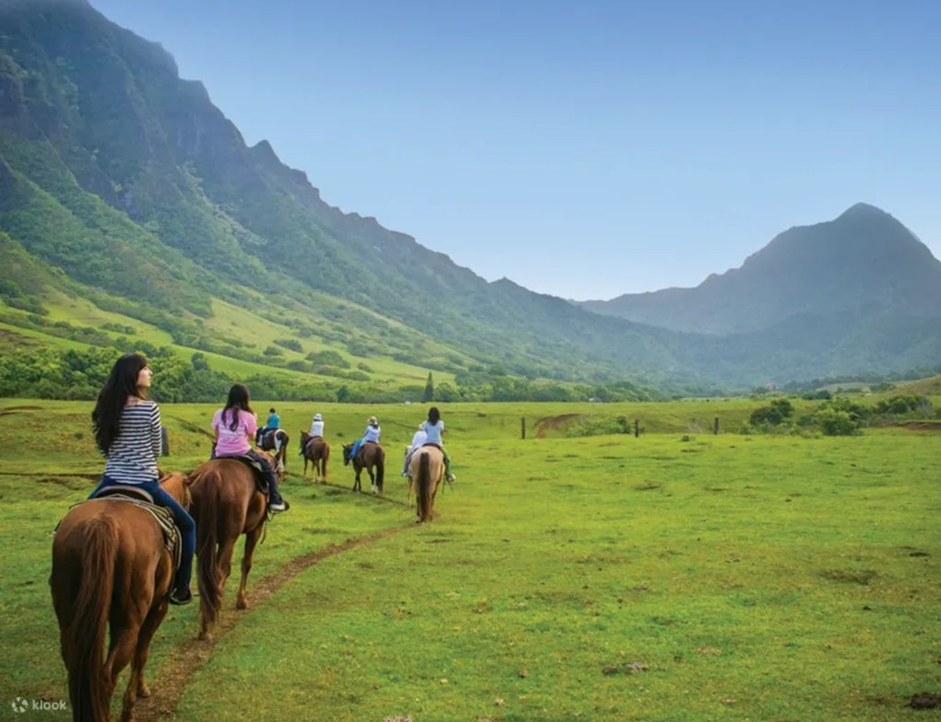 kualoa horse
