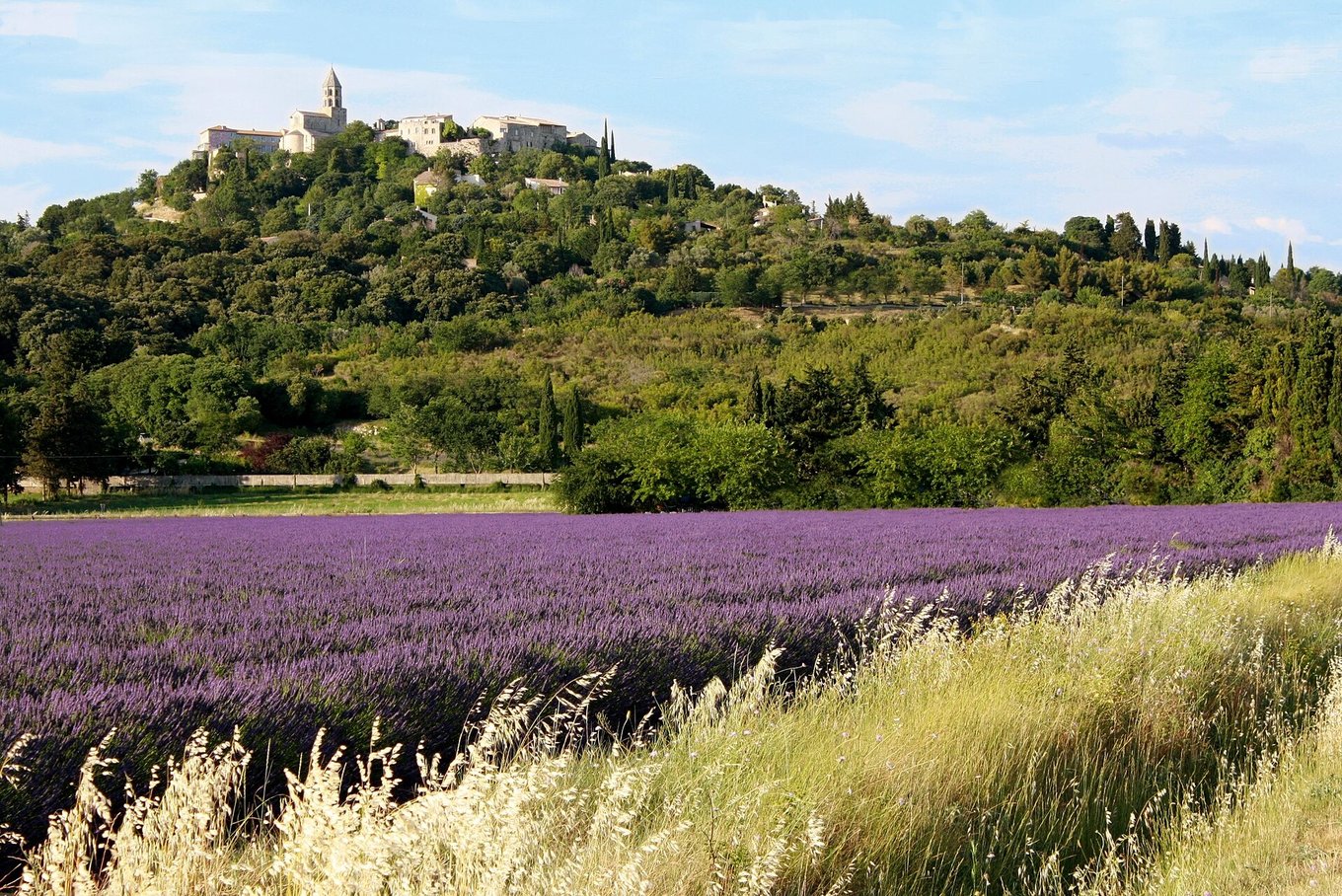 Lavender fields in Avignon
