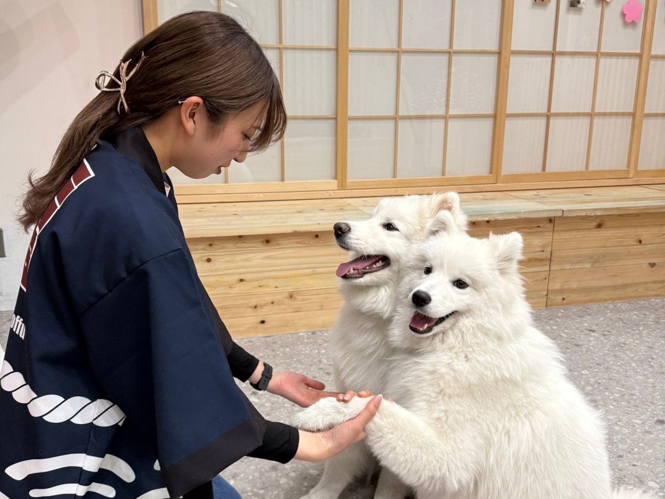 Play with adorable Samoyed puppies in the cafe