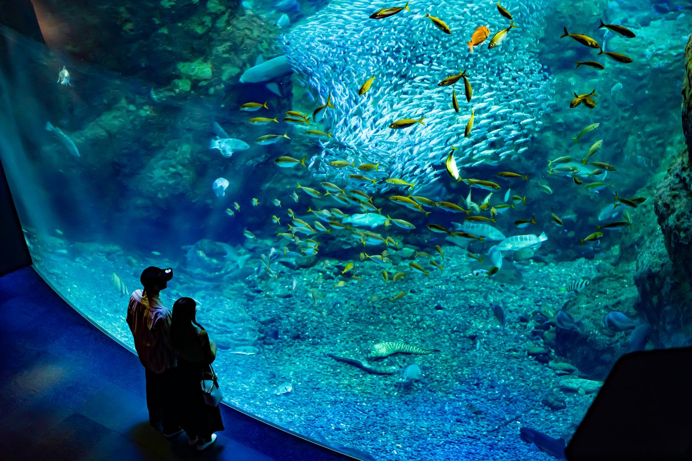 Sagami Bay Zone at Enoshima Aquarium