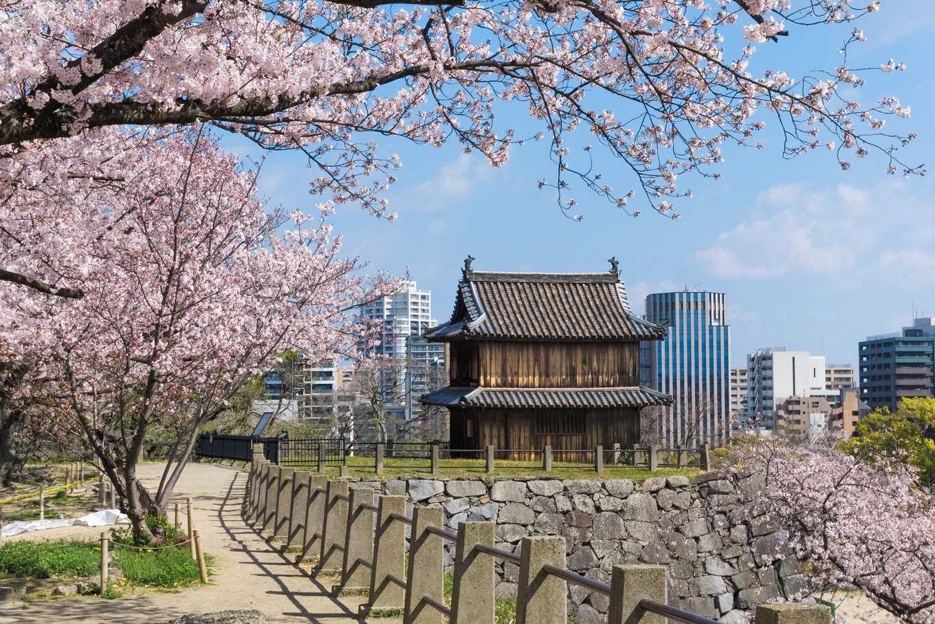 Kirschblütenzeit an den historischen Ruinen der Burg Fukuoka