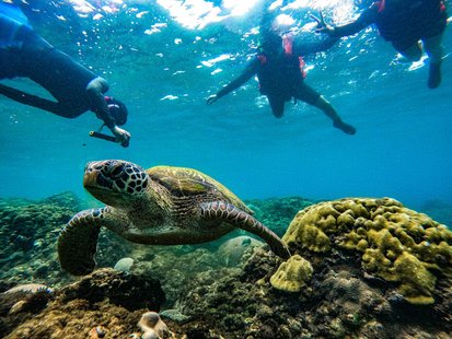 Pingtung Kenting｜Ocean Dreamer｜Snorkeling Ecological Guide