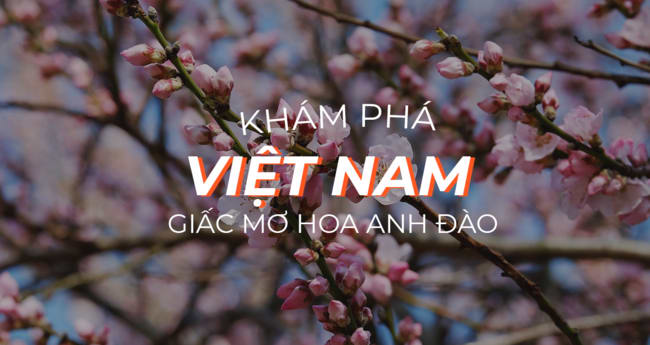 Giấc mơ anh đào: Tìm đâu xa, Việt Nam cũng có anh đào rực rỡ nè ...