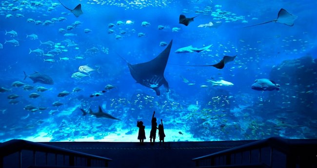 Tất Tần Tật Những Điều Bạn Cần Biết Về SEA Aquarium Ở Singapore - Klook Blog