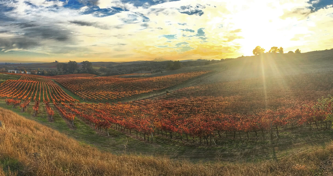 Napa Valley and Sonoma Full Day Wine Tour from San Francisco - Klook United  States