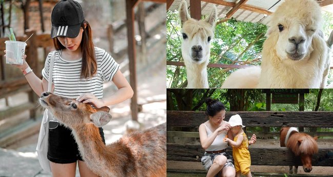 Almosta Ranch Farm In The City: This Petting Zoo Lets You Befriend Alpacas, Raccoons ...