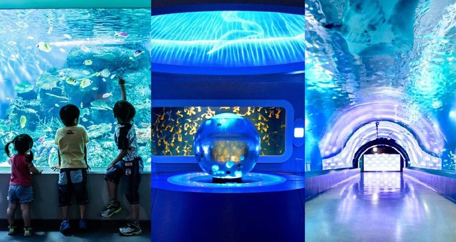 東京近郊 おすすめ水族館11選 次の休日に行くならどこにする Klookブログ