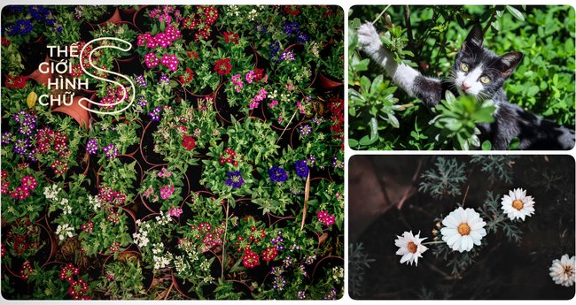 Những điểm đến tuyệt đẹp Các vườn hoa đẹp ở Đà Lạt Để khám phá cùng gia đình