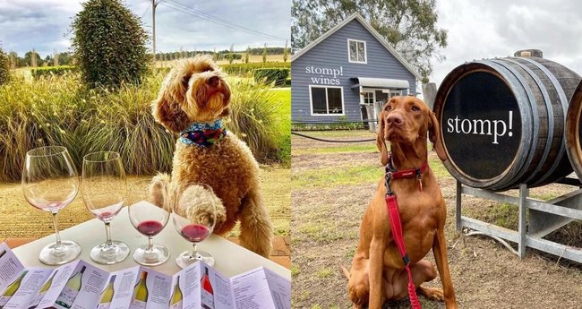 10 Pet Friendly Wineries In The Hunter Valley For A Pawesome Time Klook Travel Blog