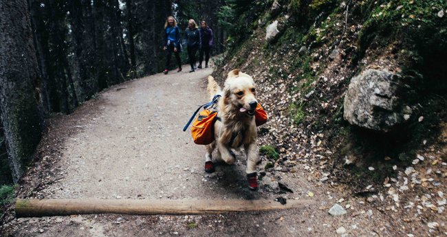 8 Dog-friendly Hiking Trails in Hong Kong Your Pups Will Love! - Klook