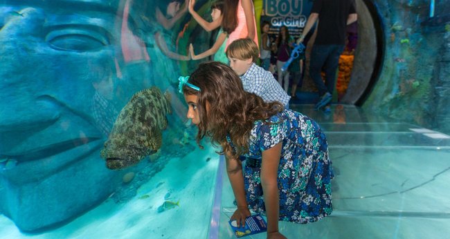 9 Best Aquariums in the US to Visit - Klook Travel Blog