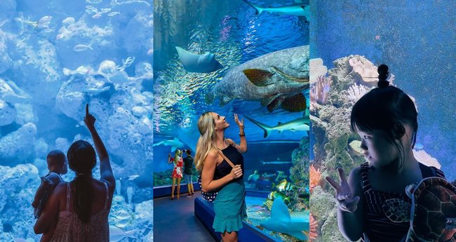 The Ultimate Cairns Aquarium Guide: 7 Things to Know before You Go ...