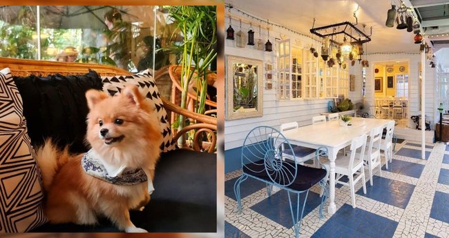 Animal-Friendly Cafes in Manila to Have a Pet Date - Klook Travel Blog